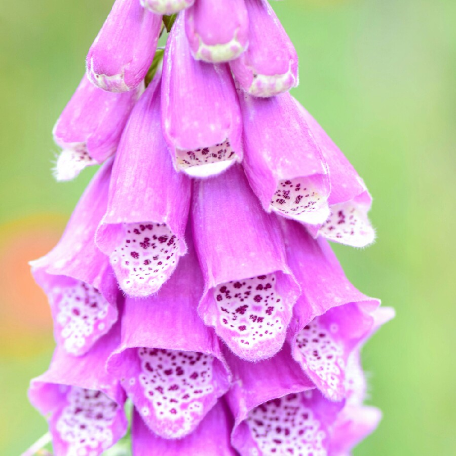 Digitalis purpurea