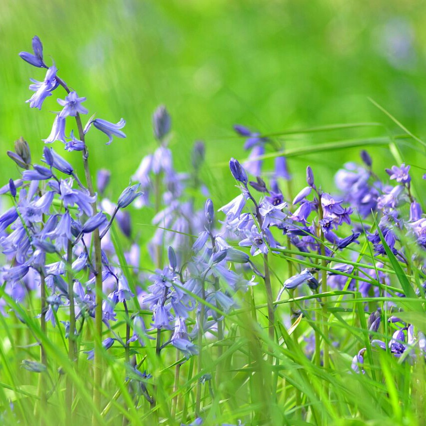 Hyacinthoides non-scripta