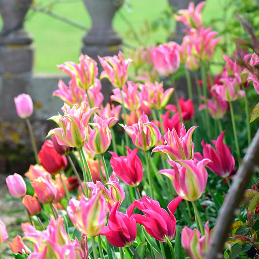 Tulipa