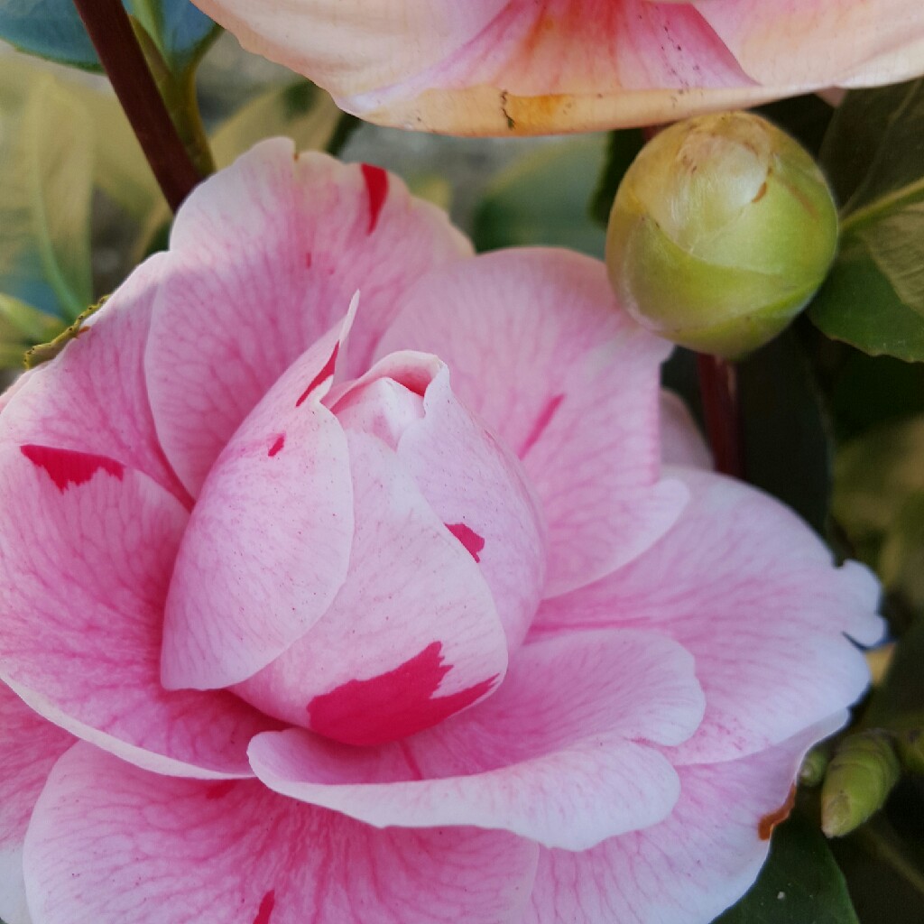 Plant image Camellia japonica 'Cara Mia'