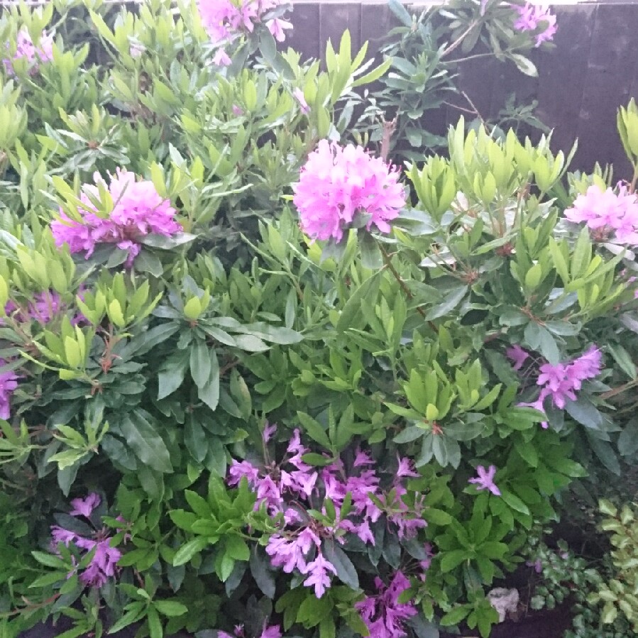 Plant image Rhododendron 'Night Sky'