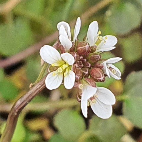 Plant image Cardamine hirsuta