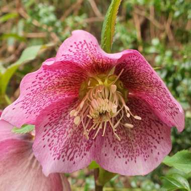 Helleborus orientalis