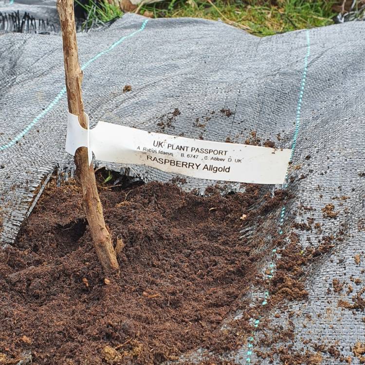 Plant image Rubus Idaeus 'All Gold'