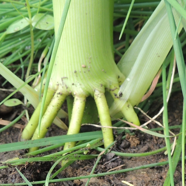 Plant image Zea mays var. saccharata 'Lark' F1 Hybrid