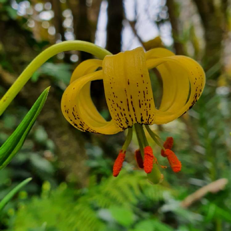 Plant image Lilium pyrenaicum subsp. pyrenaicum