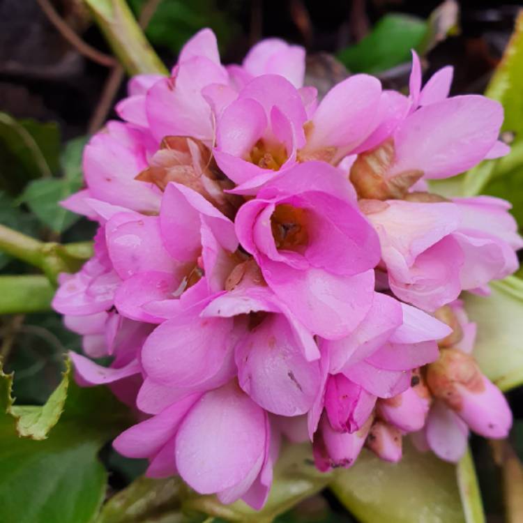 Plant image Bergenia 'Pink Dragonfly'