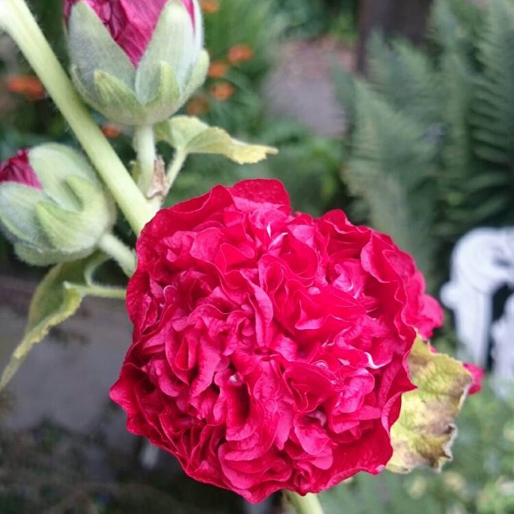 Plant image Alcea rosea 'Chater's Double Group Red'