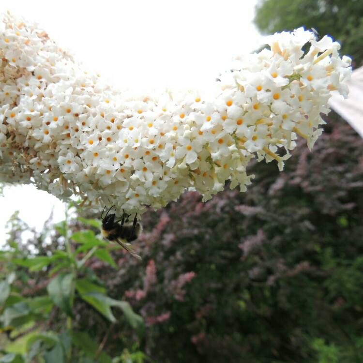 Plant image Buddleja davidii 'White Profusion'