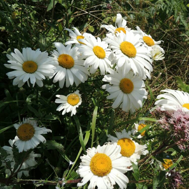 Plant image Leucanthemum x superbum 'Phyllis Smith'