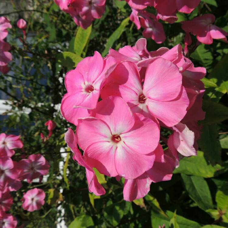 Plant image Matthiola incana 'Cinderella Lavender'