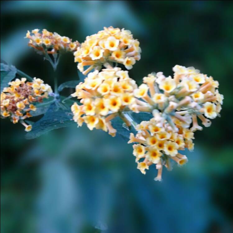 Plant image Buddleja x weyeriana 'Moonlight' syn. Buddleja 'Hocus Pocus'