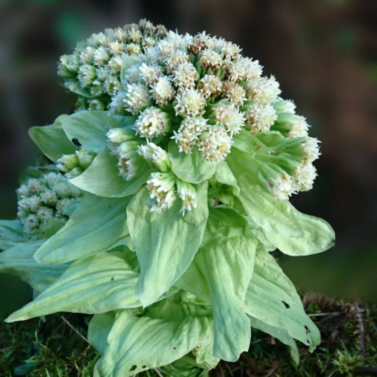 Plant image Petasites japonicus