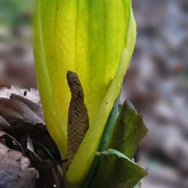 Lysichiton americanus