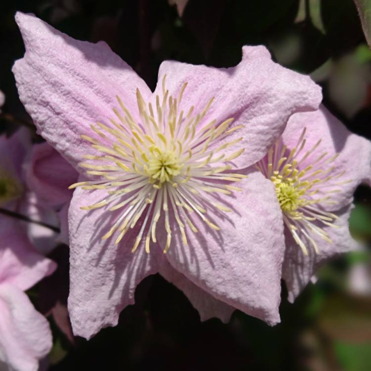 Clematis (Pruning Group 1), Clematis (Pruning Group 1 - Early Flowering ...