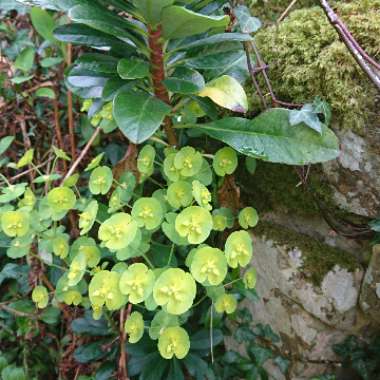 Euphorbia amygdaloides var. robbiae syn. Euphorbia robbiae