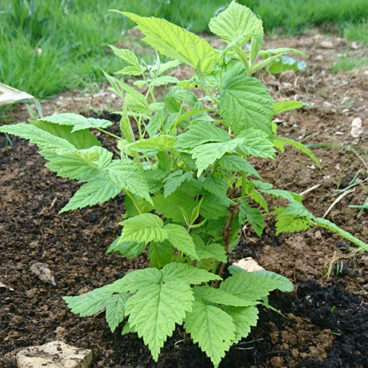 Plant image Rubus idaeus 'Yummy'