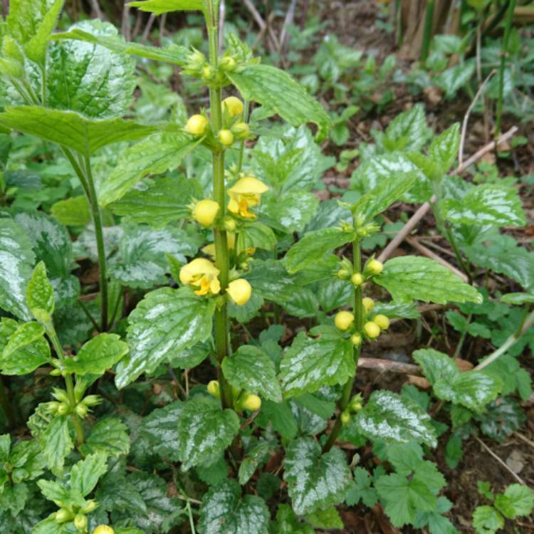 Plant image Lamium galeobdolon