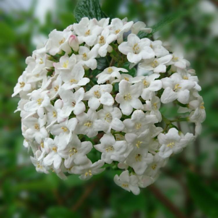 Plant image Viburnum x burkwoodii