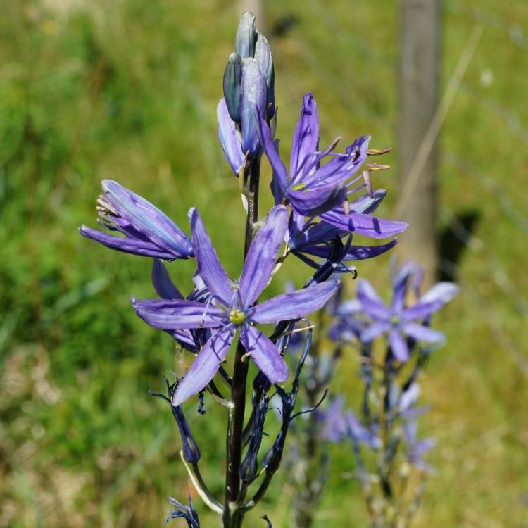 Camassia leichtlinii subsp. suksdorfii 'Blauwe Donau' syn. Camassia ...