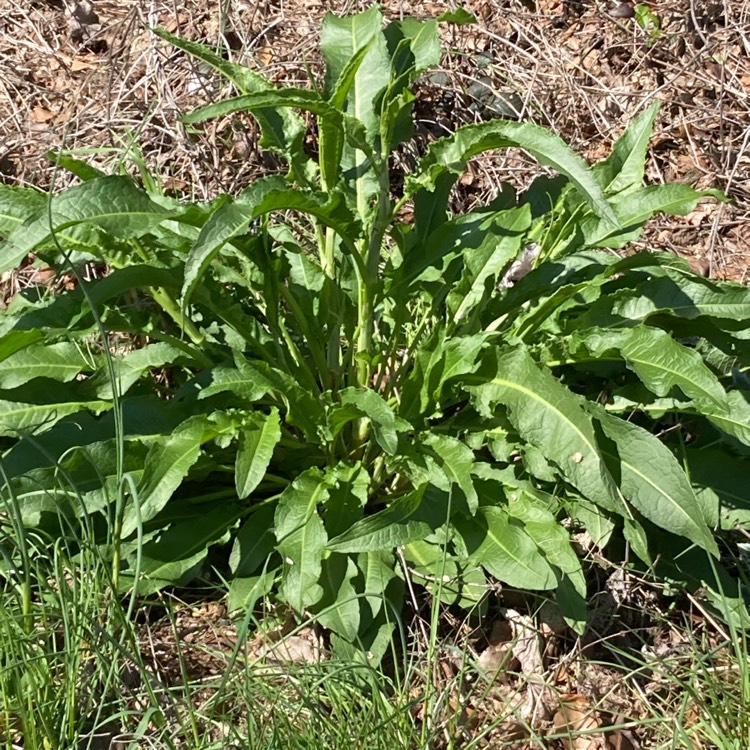 Plant image Rumex Crispus