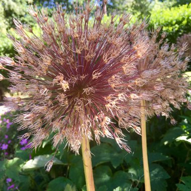 Allium 'Globemaster'