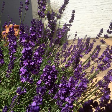 Lavender 'Havana'