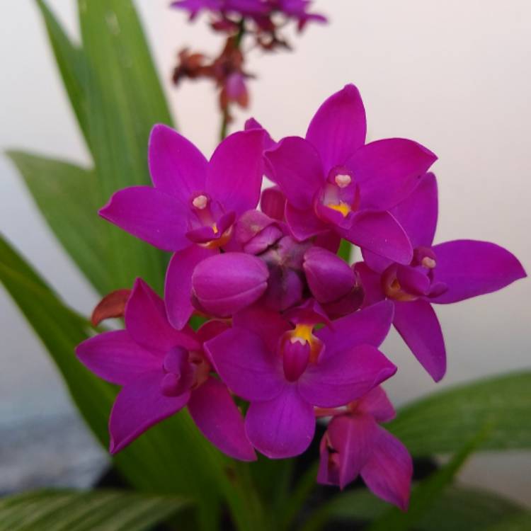 Plant image Spathoglottis plicata - Purple