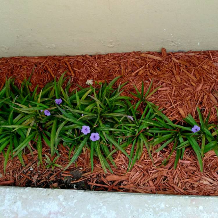 Plant image Ruellia brittoniana 'Purple Showers'