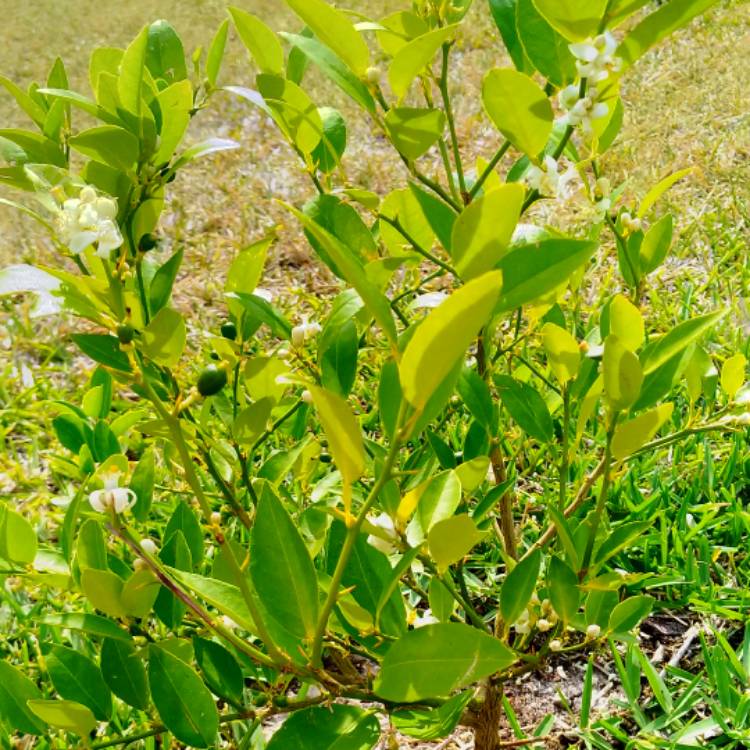 Plant image Citrus x aurantifolia