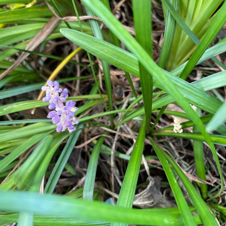 Plant image Liriope muscari 'Ingwersen'