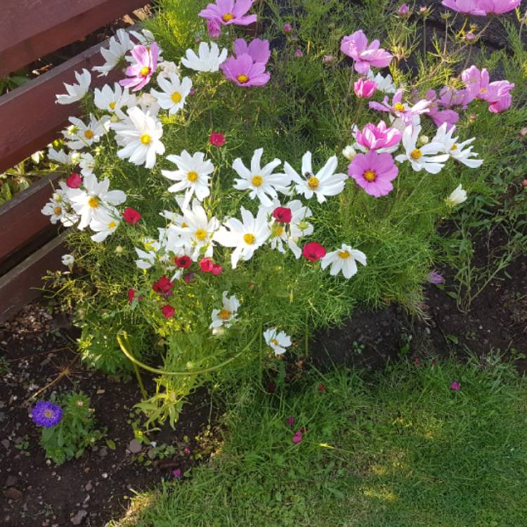 Plant image Linum grandiflorum 'Rubrum'