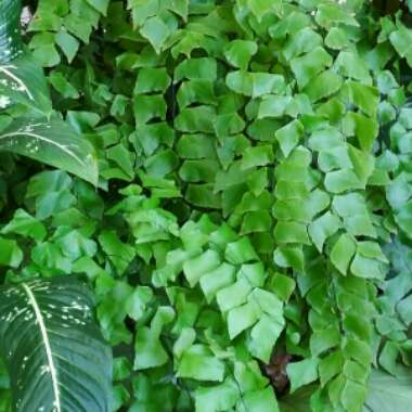 Delta maidenhair fern