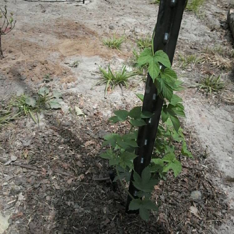 Plant image Humulus 'Crystal'