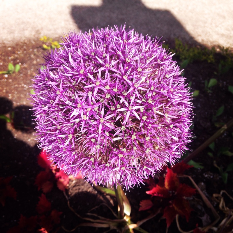 Allium