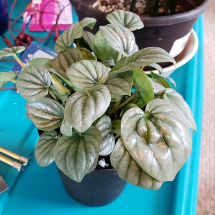 Plant image Peperomia 'Frost'