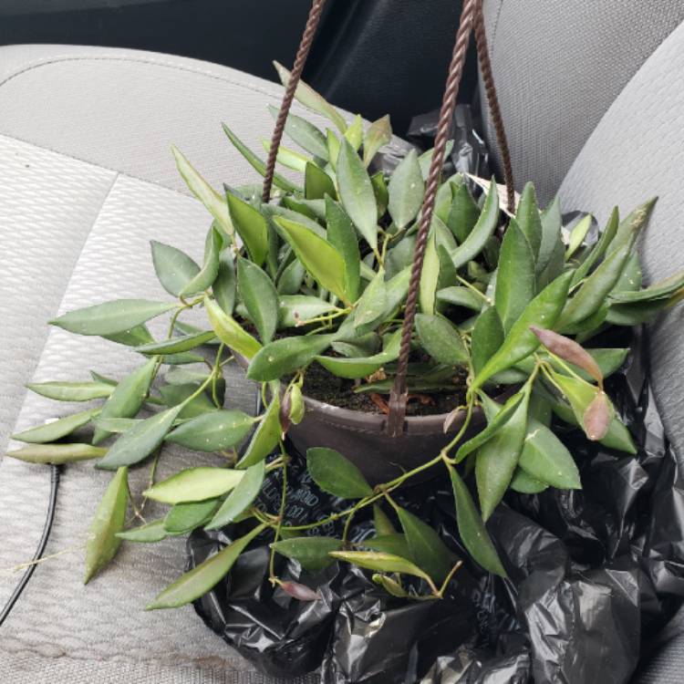 Plant image Hoya burtoniae