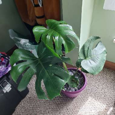 Monstera deliciosa