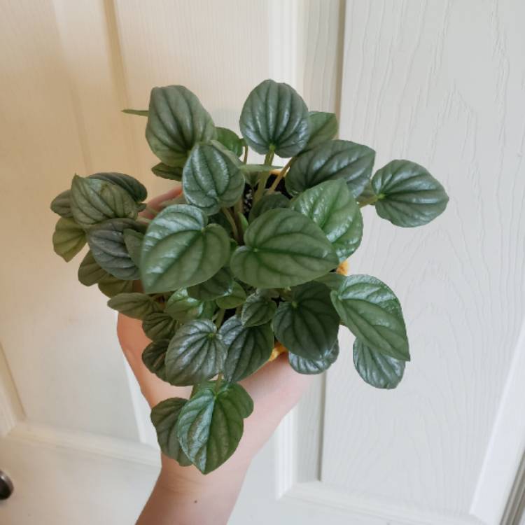 Plant image Peperomia 'Frost'