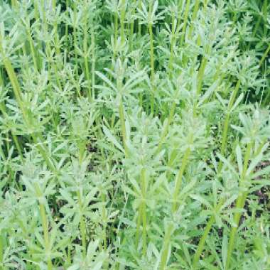 Galium aparine