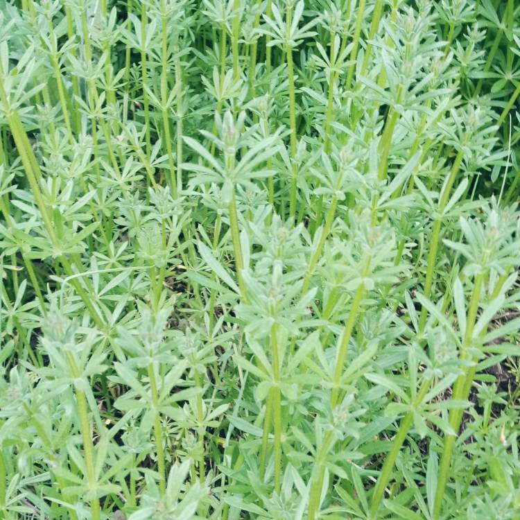 Plant image Galium aparine