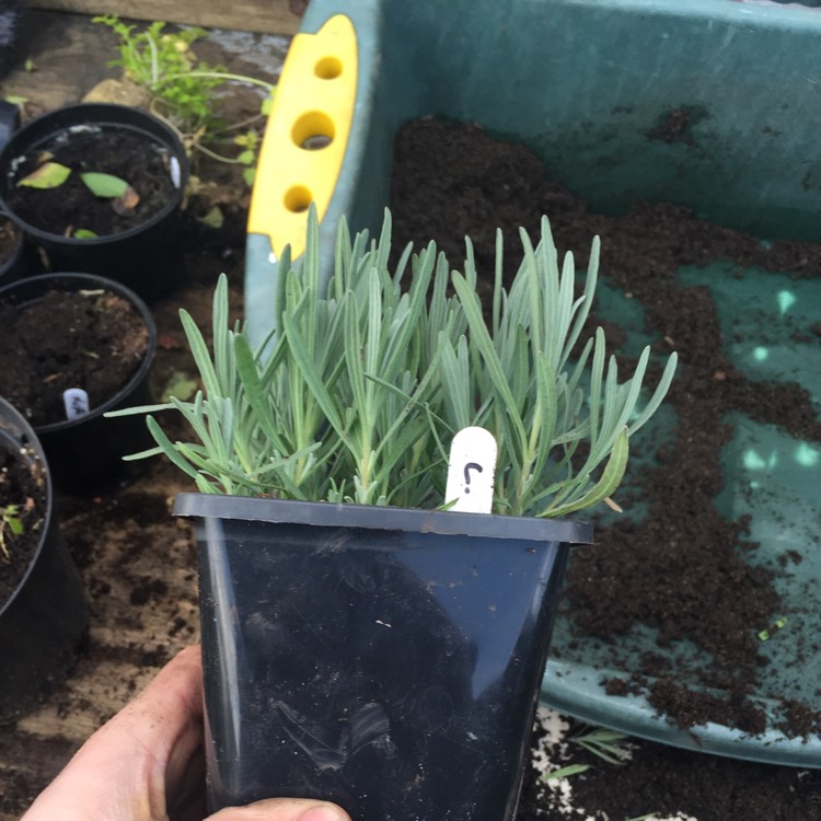 Plant image Lavandula x intermedia 'Grosso'