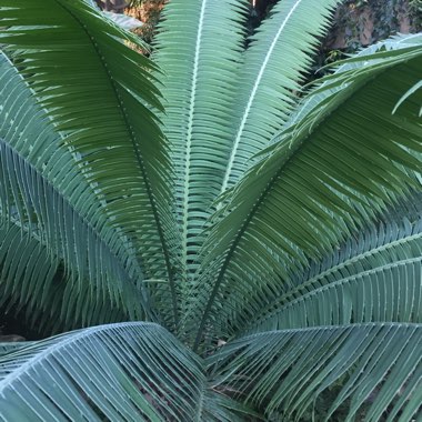 Dioon spinulosum