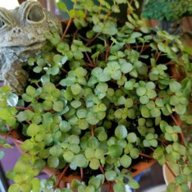 Pilea glauca 'Red Stem Tears'