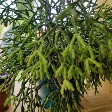 Rhipsalis