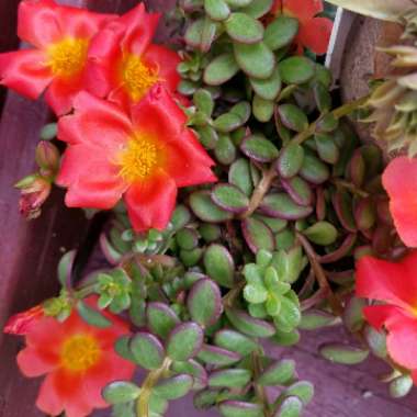 Portulaca oleracea