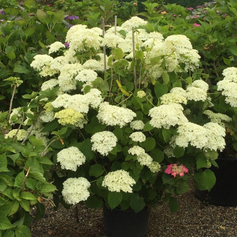 Hydrangea 'Annabelle'