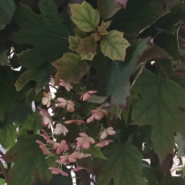 Oak-Leaf Hydrangea