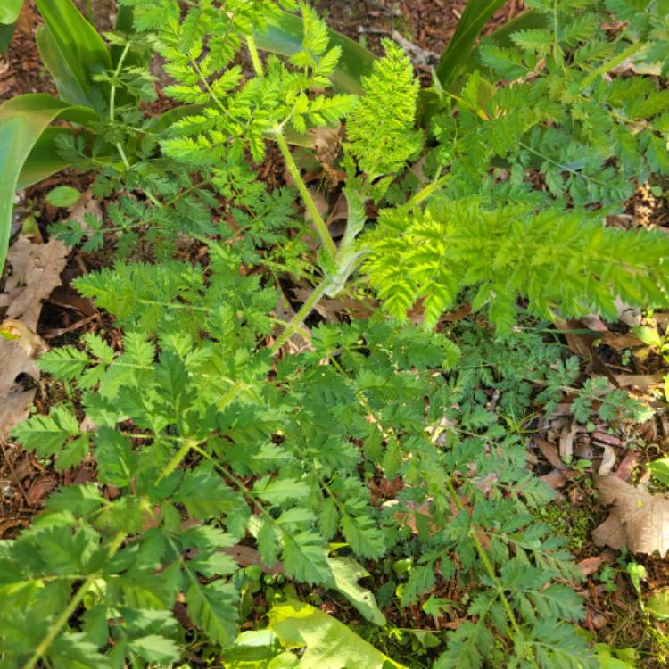 Plant image Daucus carota