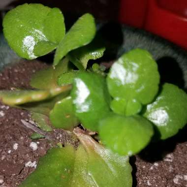 Kalanchoe blossfeldiana Pink Queen